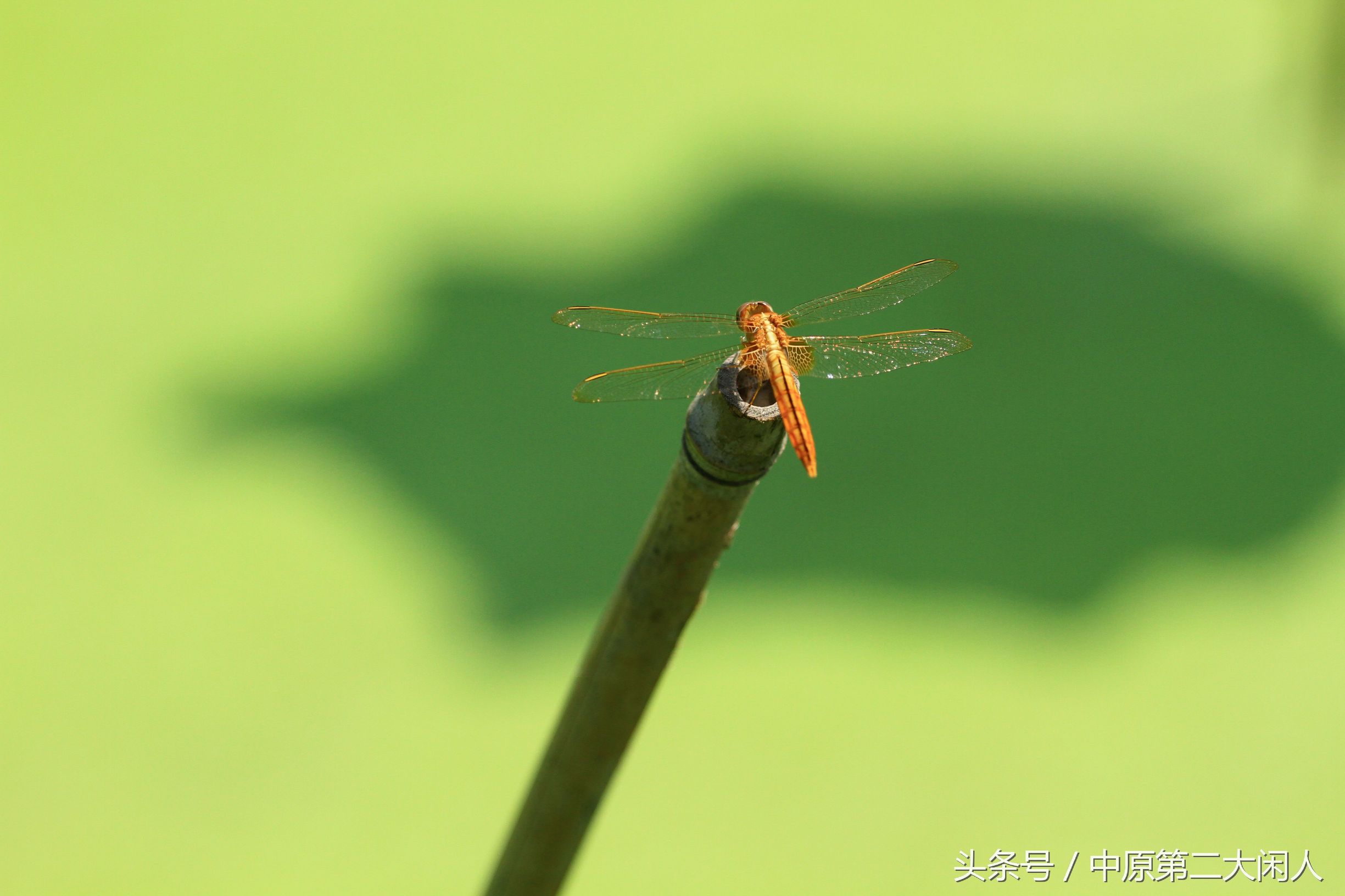 童年趣事抓蜻蜓,童年趣事捉蜻蜓