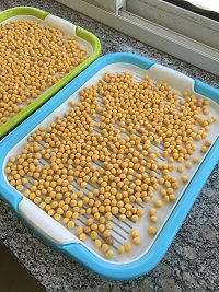 纸上种蔬菜,纸上种菜技术