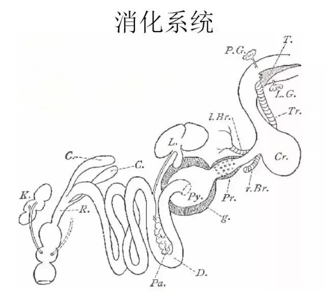 如果小鸟受伤了该怎么救助,发现受伤的小鸟应该怎么办