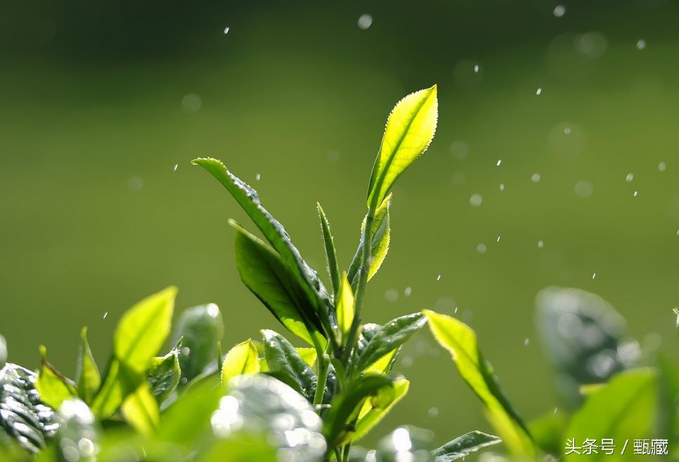 鑼跺爞鑼跺彾,鑼跺彾鎺ㄨ崘涓浗鑼楄尪