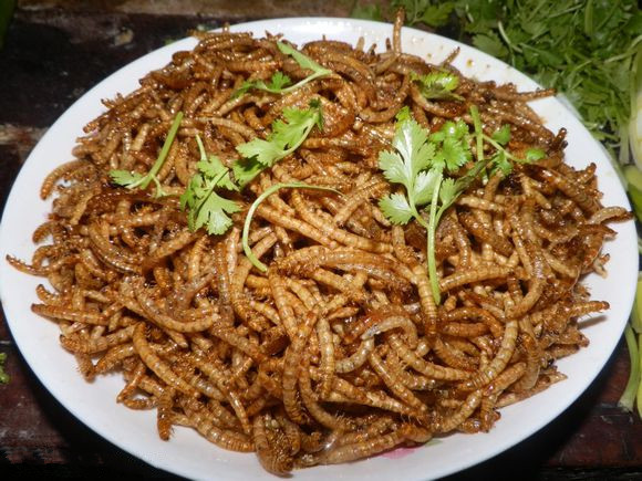 舌尖上的昆虫完整视频,舌尖上的昆虫