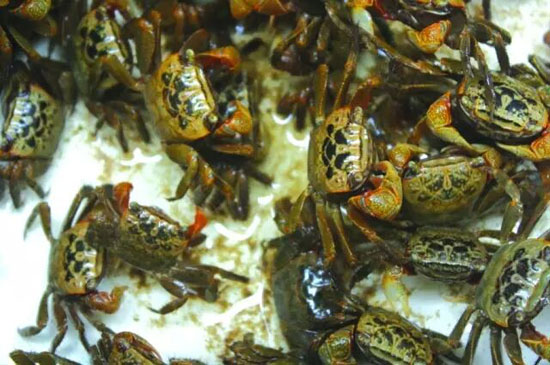 潮汕咸膏蟹是用什么蟹,潮汕腌制的螃蟹