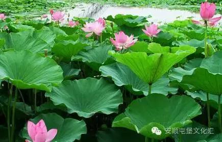 安顺夏天避暑度假有哪些去处,安顺体验21度的夏天