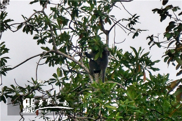 沙巴蜜月七日游推荐,完美假期泰国游青春版