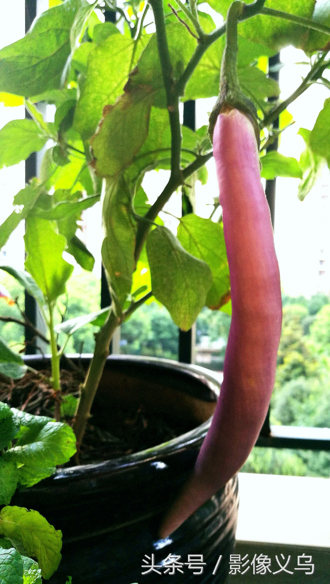 健康义乌：家庭阳台种菜义乌正时尚