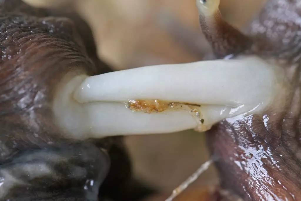 蜗牛有自愈功能么,蜗牛的生理缺陷