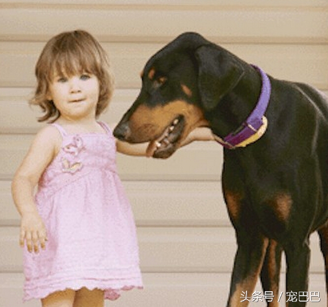 狗狗突然拽着主人往回跑,宠物狗扑倒小孩吓哭