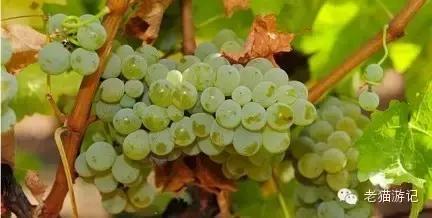 雷司令是葡萄品种还是酒品种,雷司令是红葡萄吗