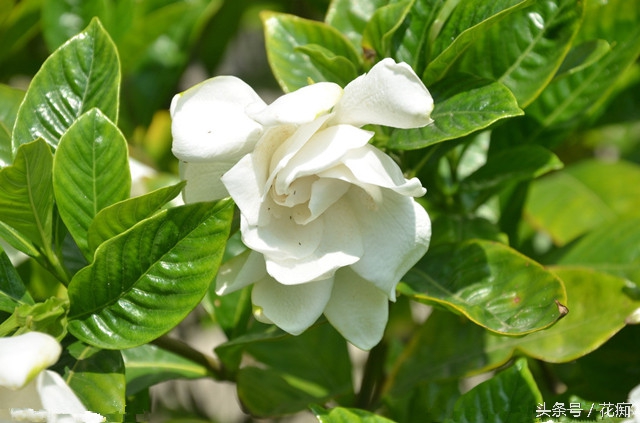 怎样栀子花开得更茂盛,怎样让栀子花开得多