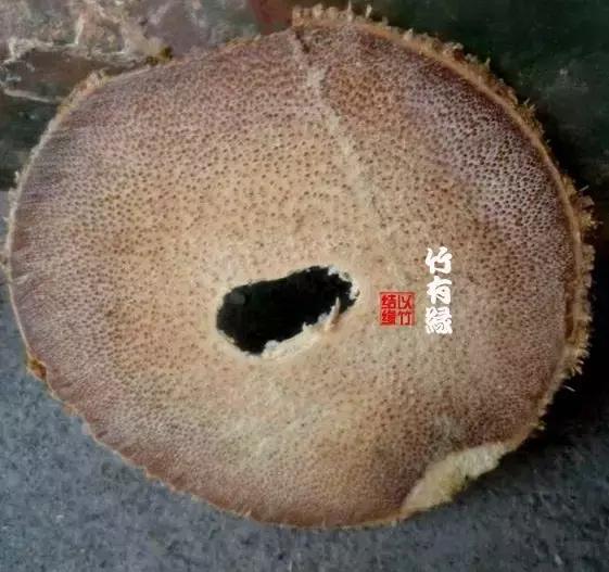 龙血金丝竹百科简介,龙血金丝竹简介