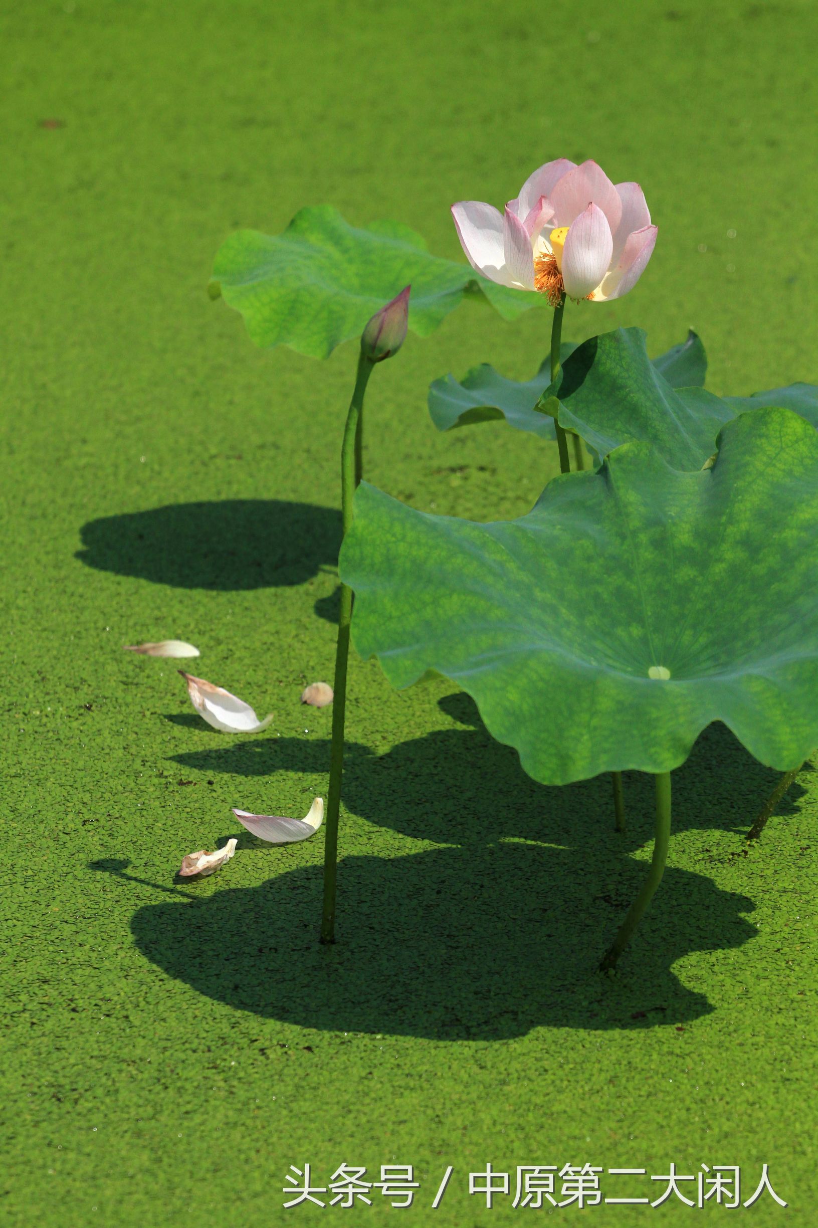 童年趣事抓蜻蜓,童年趣事捉蜻蜓