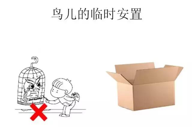 如果小鸟受伤了该怎么救助,发现受伤的小鸟应该怎么办