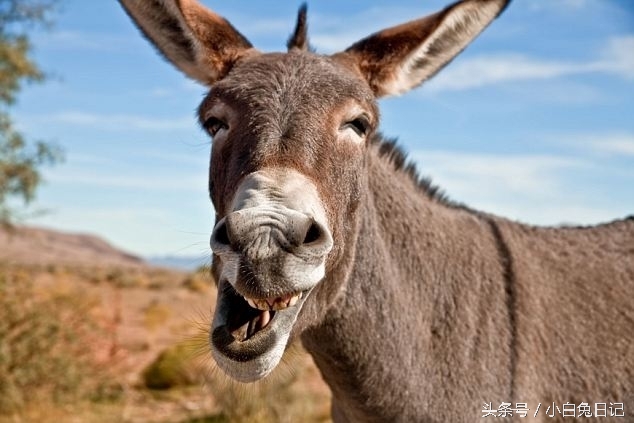 骡子是马和驴的杂交物种吗,骡子和骡子为什么不能繁衍后代