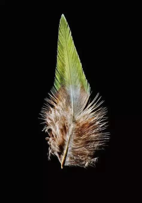 一根羽毛也许太普通了仿写,一根不起眼的羽毛