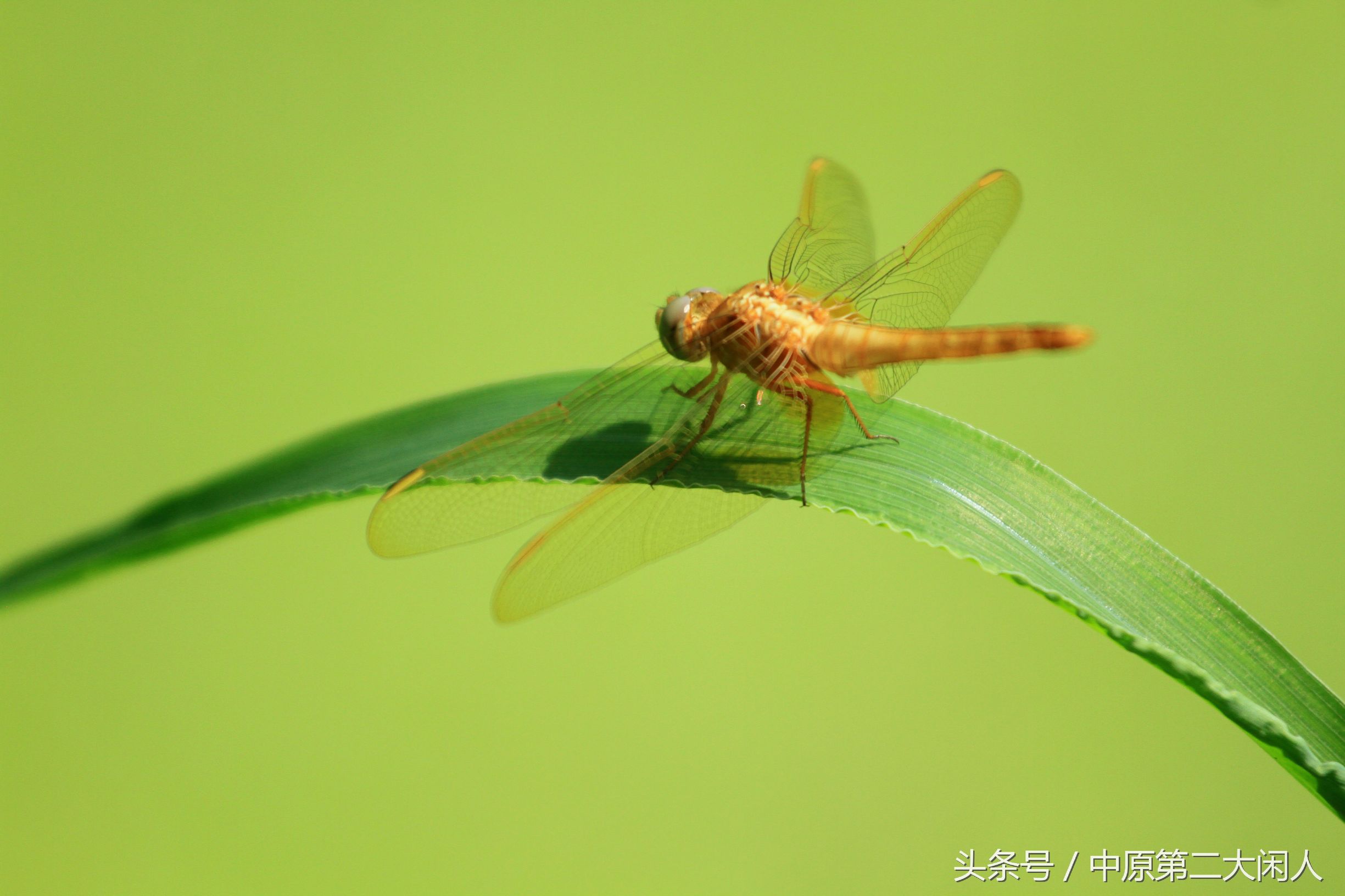 童年趣事抓蜻蜓,童年趣事捉蜻蜓