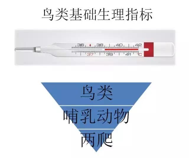 如果小鸟受伤了该怎么救助,发现受伤的小鸟应该怎么办