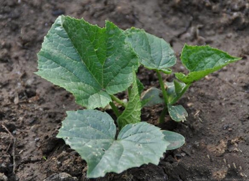 长得像树一样的菜有哪些,农村田边长得像樱桃一样的植物