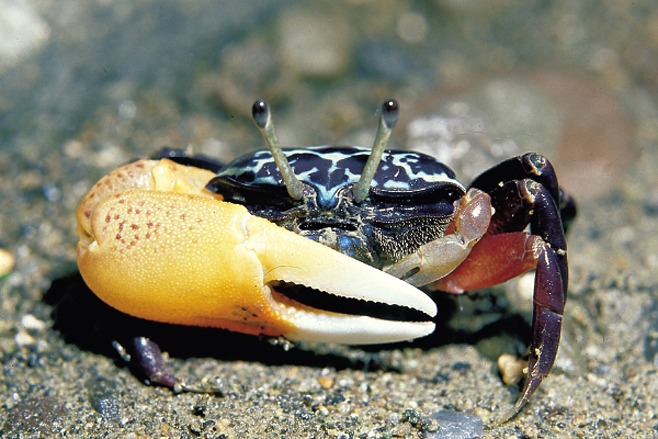 潮汕咸膏蟹是用什么蟹,潮汕腌制的螃蟹