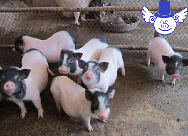 猪中暑是什么症状和用什么药能治,猪中暑治疗最佳方法