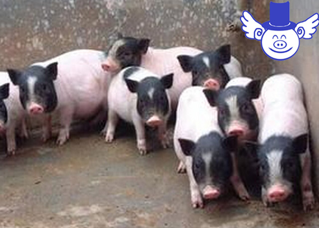 猪中暑是什么症状和用什么药能治,猪中暑治疗最佳方法