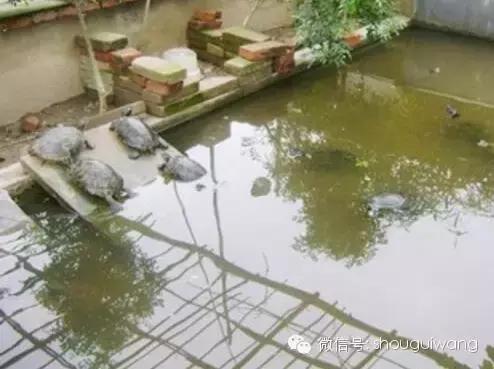 视察乌龟的方法,龟鳖类疾病的主要特点及防控措施