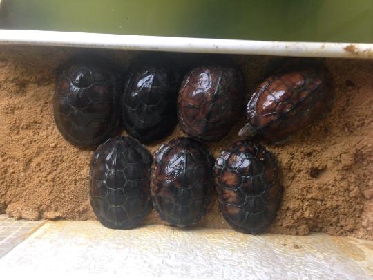 视察乌龟的方法,龟鳖类疾病的主要特点及防控措施