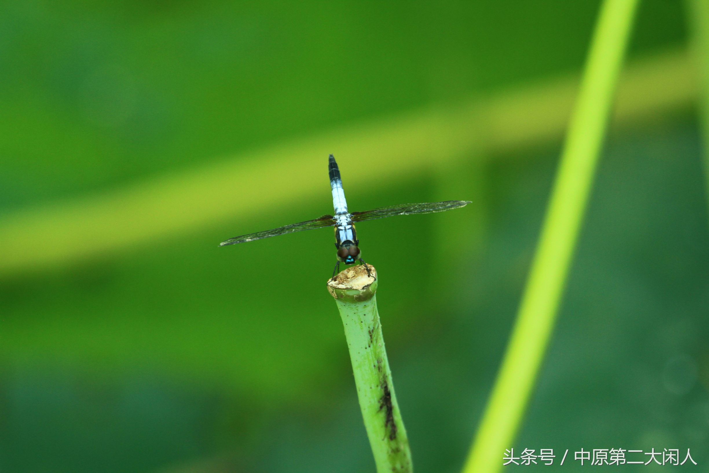 童年趣事抓蜻蜓,童年趣事捉蜻蜓