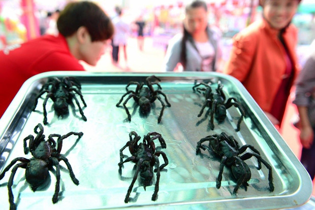 舌尖上的昆虫完整视频,舌尖上的昆虫