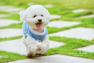 狗狗不舒服怎么缓解症状,怎么确定狗狗得了犬瘟