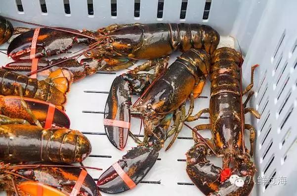 人气直追小龙虾的加拿大龙虾，关于它的干货都在这里