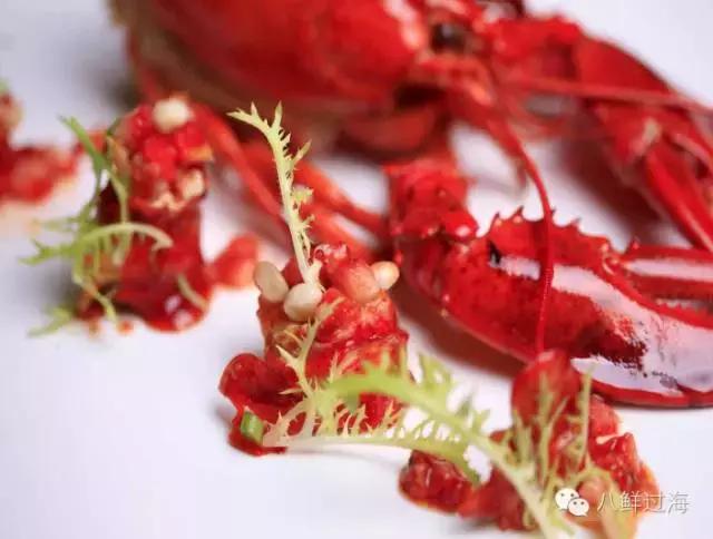 人气直追小龙虾的加拿大龙虾，关于它的干货都在这里