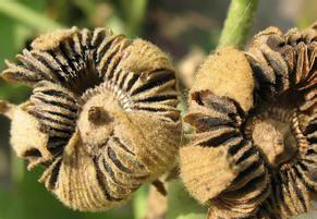 被赏一丈红的人有哪些,突然被点赞过百万有奖励吗