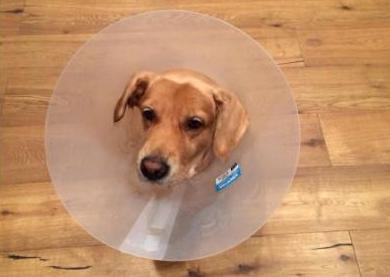 polo衫领子经典,polo衫男大领子好还是小领子好