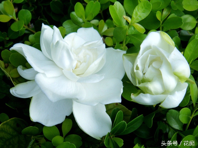 怎样栀子花开得更茂盛,怎样让栀子花开得多