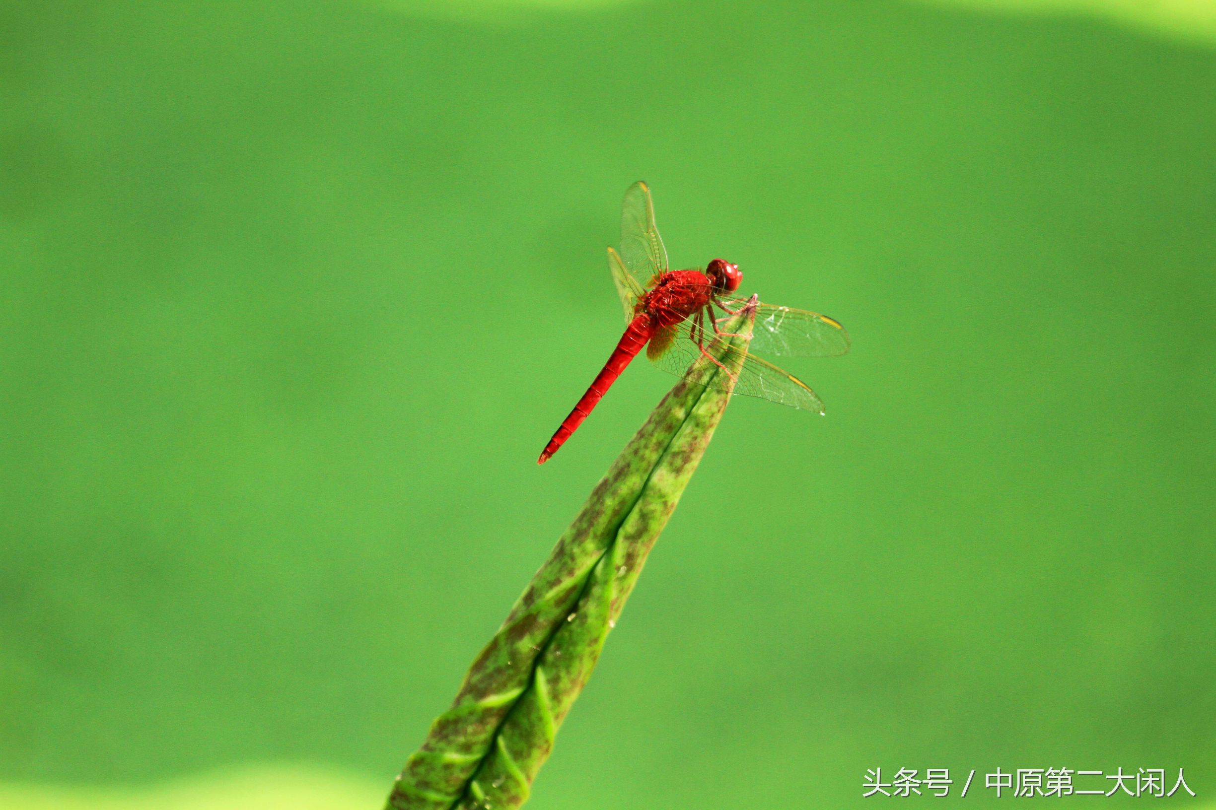 童年趣事抓蜻蜓,童年趣事捉蜻蜓