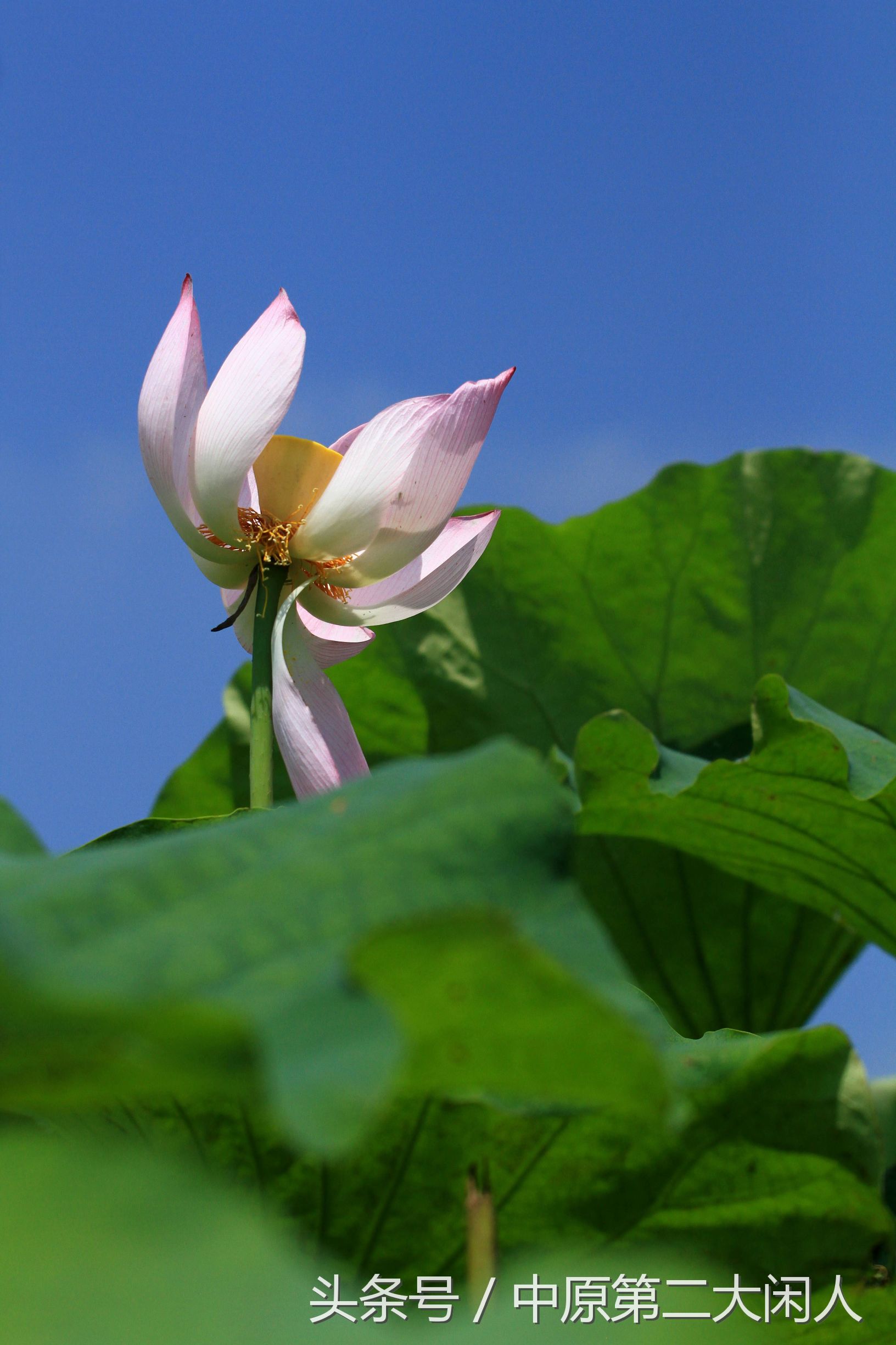 童年趣事抓蜻蜓,童年趣事捉蜻蜓