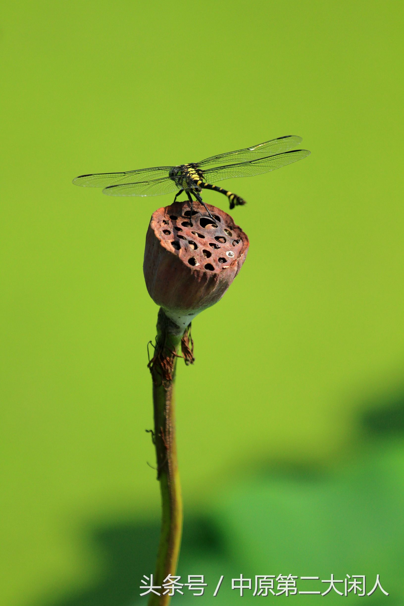 童年趣事抓蜻蜓,童年趣事捉蜻蜓