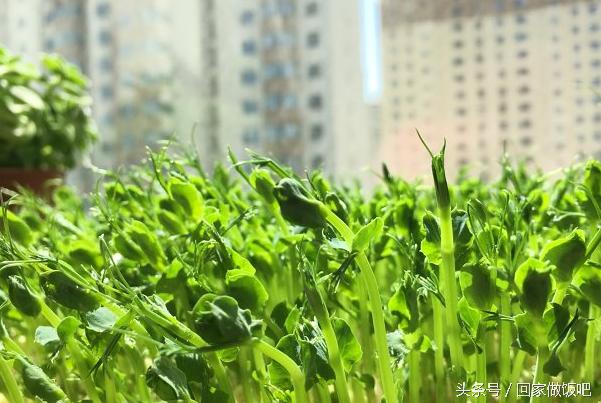 纸上种蔬菜,纸上种菜技术