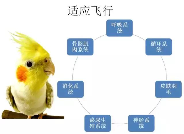 如果小鸟受伤了该怎么救助,发现受伤的小鸟应该怎么办