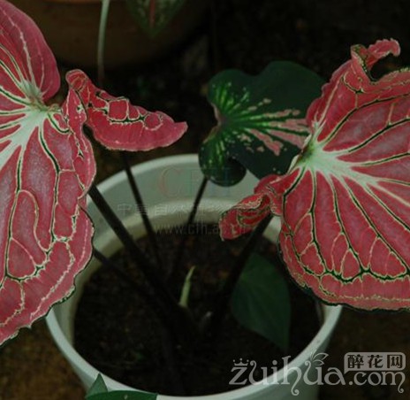 五彩芋烂叶片怎么办,五彩芋晒蔫了怎么办