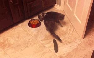 当猫咪遇到了黄瓜和香蕉，绝对污！