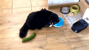 当猫咪遇到了黄瓜和香蕉，绝对污！