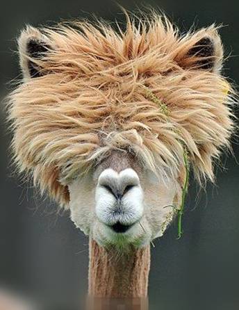 草泥马羊驼正版,草泥马羊驼坐骑