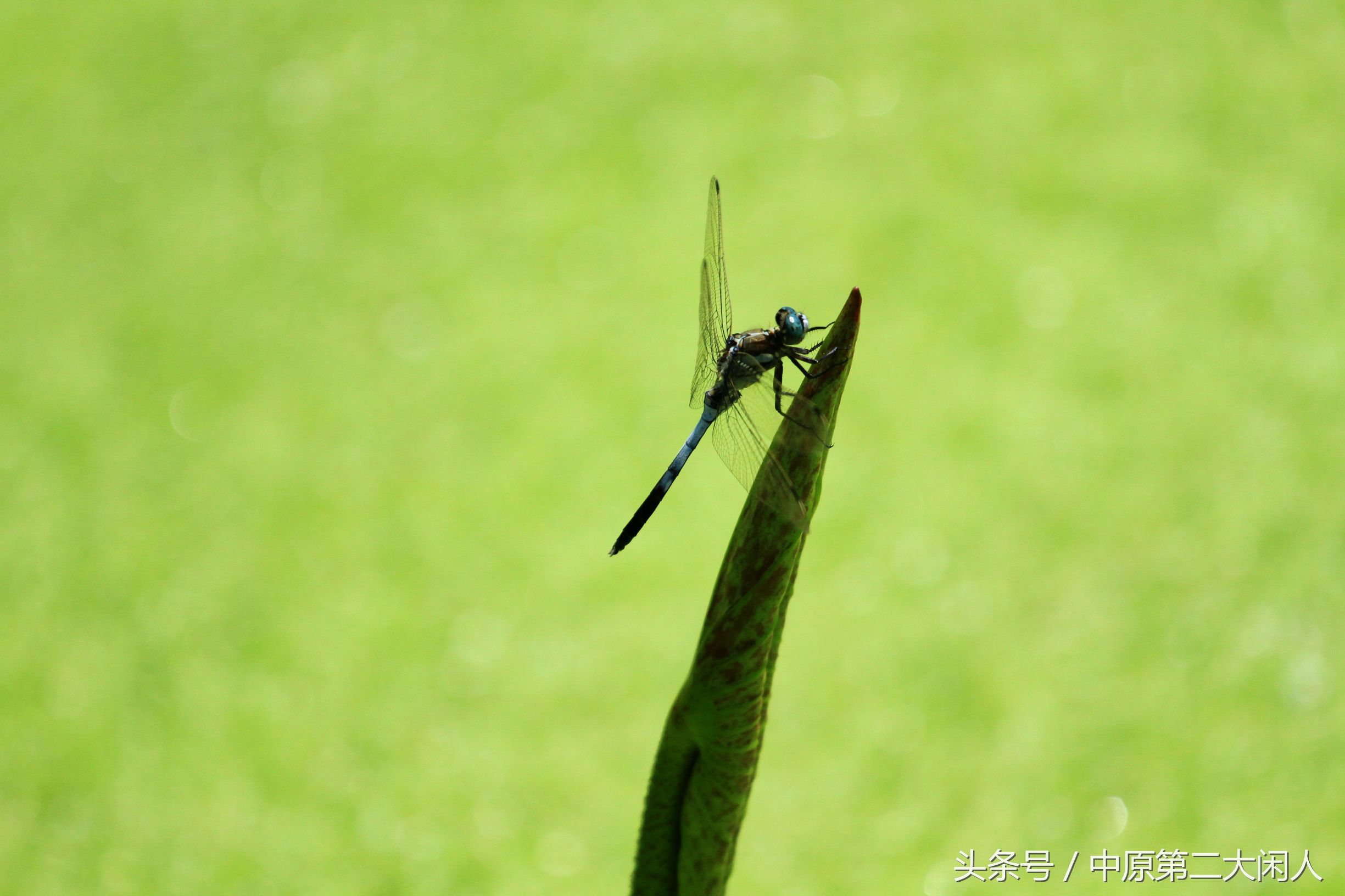 童年趣事抓蜻蜓,童年趣事捉蜻蜓