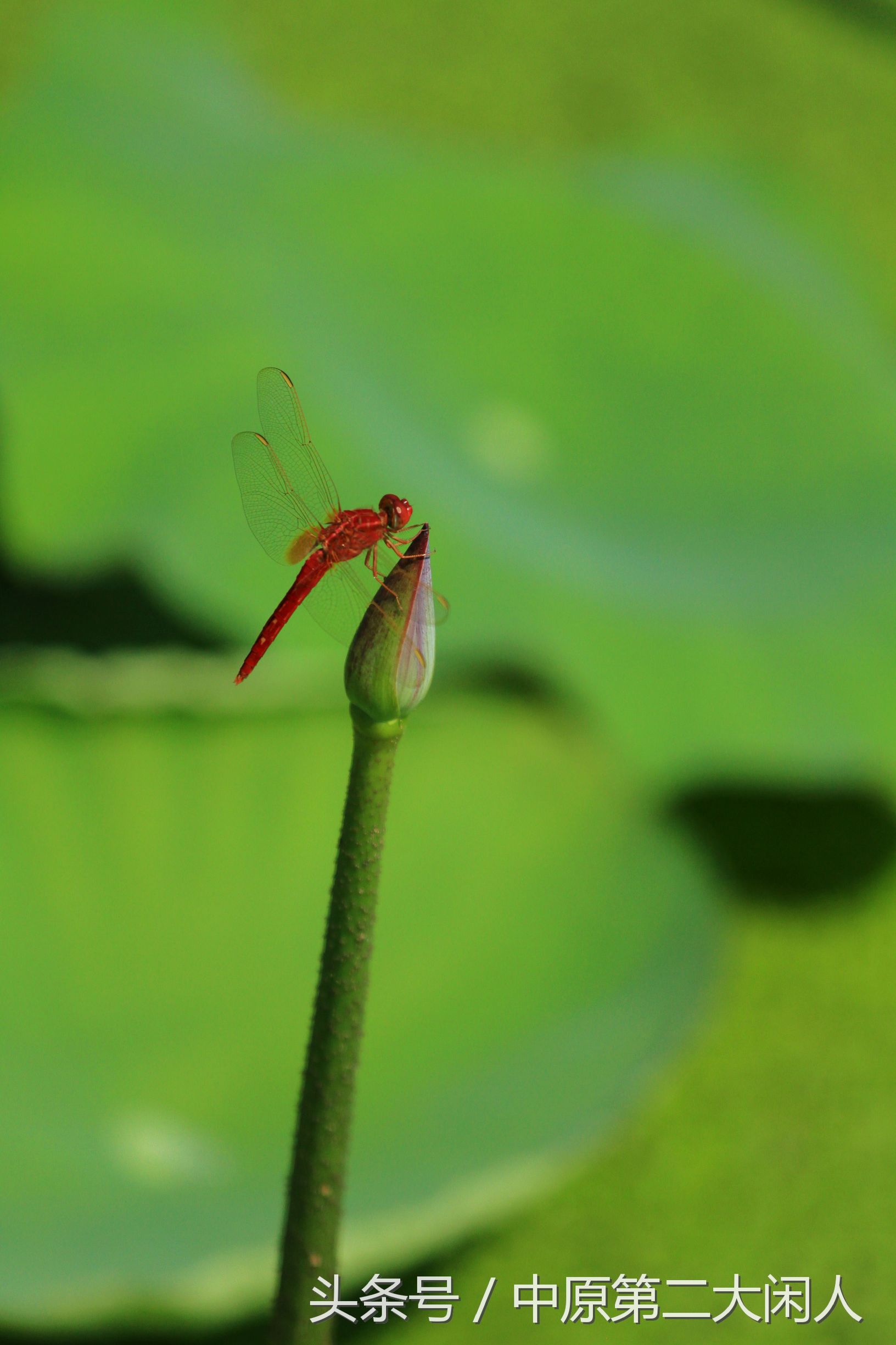 童年趣事抓蜻蜓,童年趣事捉蜻蜓