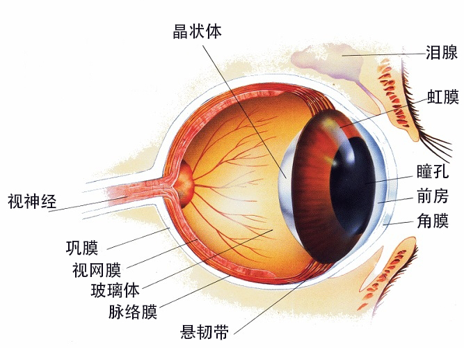 闪光感是正常现象吗,眼有闪光感是什么症状