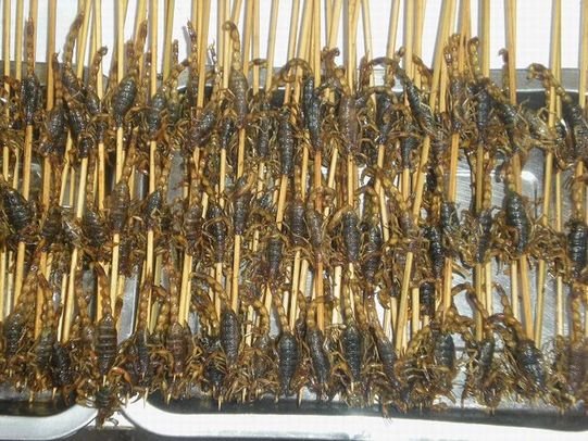 舌尖上的昆虫完整视频,舌尖上的昆虫