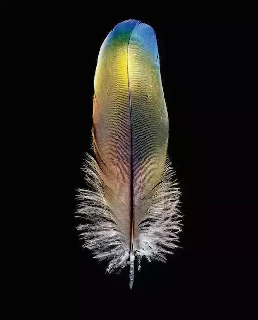 一根羽毛也许太普通了仿写,一根不起眼的羽毛