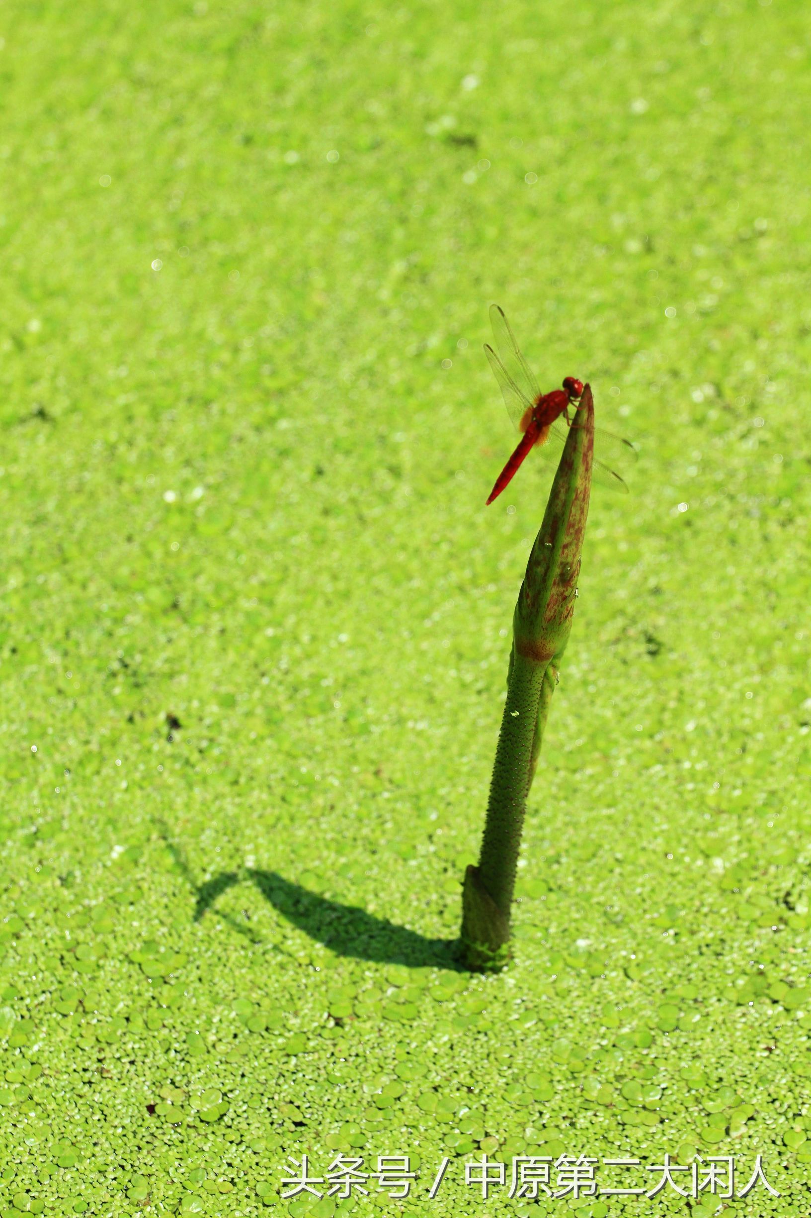 童年趣事抓蜻蜓,童年趣事捉蜻蜓