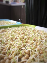 纸上种蔬菜,纸上种菜技术